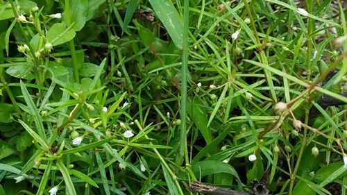 白花蛇舌草