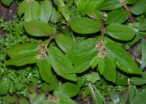 大飞扬草