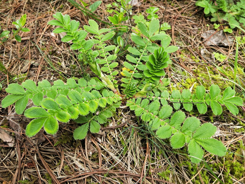 翻白草