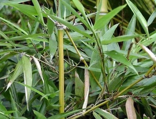 竹沥