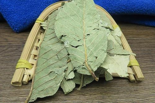 番石榴叶