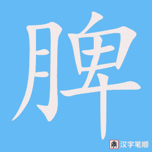 脾