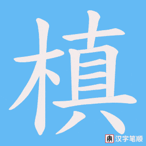 槙